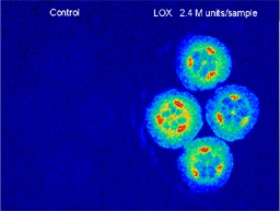 Biophotons of cucumber with lipoxygenase (LOX)